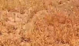 石家庄高邑最新爆料事件,揭秘石家庄神秘事件真相