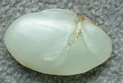 新疆玉石爆料视频最新版,揭秘珍稀宝石的神秘面纱